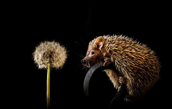 Flower, look, light, dandelion, fluff, muzzle, hedgehog, black background