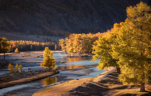 Picture autumn, trees, landscape, mountains, nature, river, Altay, Irina Abaturova