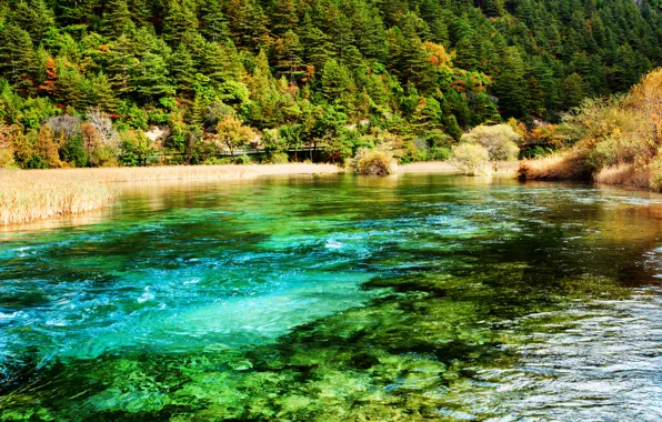 Forest, trees, river, China, Jiuzhaigou national park