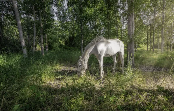 Summer, nature, horse