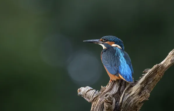 Bird, snag, Kingfisher