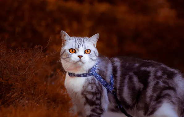 Autumn, cat, cat, look, branches, Bush, collar, walk