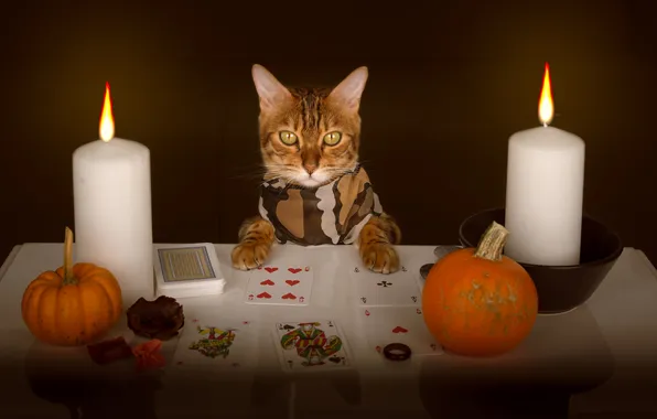 Autumn, cat, cat, look, pose, pumpkin, pumpkin, Halloween