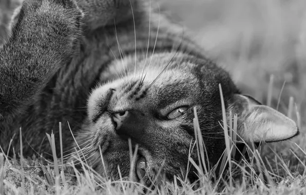 Cat, look, muzzle, black and white, monochrome