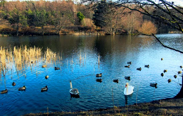 Swan, water, park, lake, birds, pond, dukes
