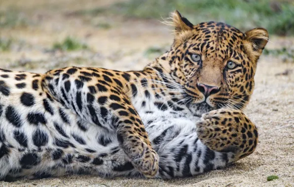 Look, predator, leopard