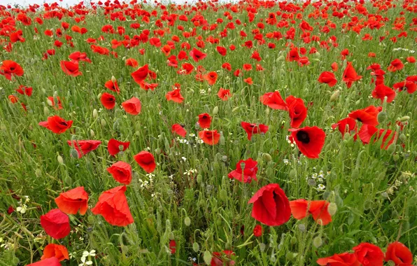 Picture field, summer, flowers, red, Maki