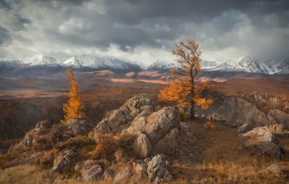 Picture larch, yellow, snow, fog, trees, tops, mountains, dal