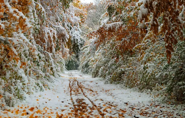 Path, the first snow, winter trees