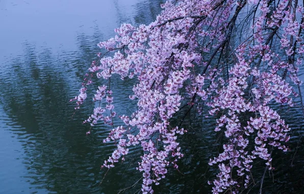 Picture trees, flowers, branches, nature, cherry, lake, pond, spring