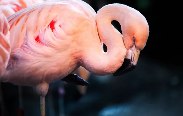 Bird, sleep, Flamingo