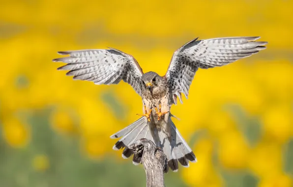 Pose, bird, wings, claws, Falcon, yellow background, bitches, Kestrel