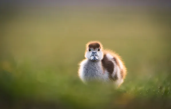 Bird, walk, duck, chick, duck, bokeh