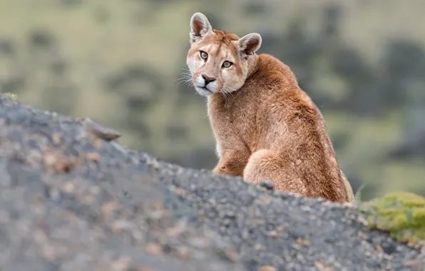 Nature, beast, Puma