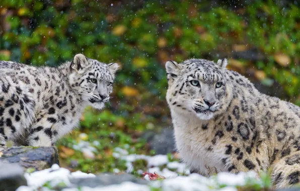 Predator, family, pair, IRBIS, snow leopard, snow leopard, kitty, mother