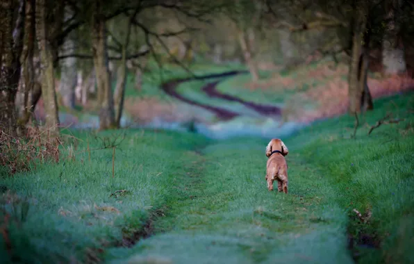 Road, field, dog
