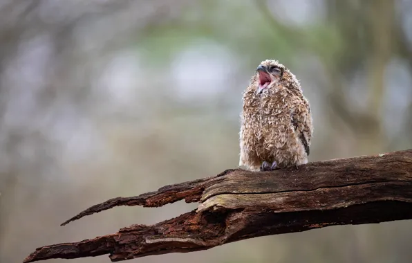 Wet, background, tree, owl, bird, beak, chick, Creek