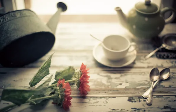 Picture flowers, background, Cup