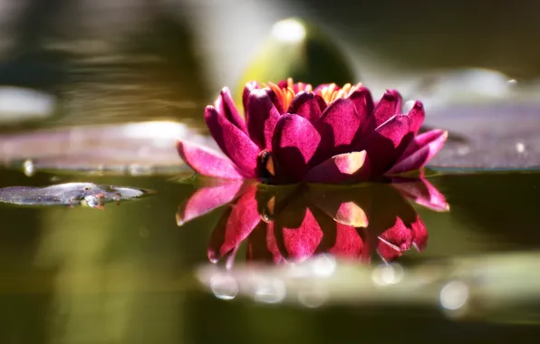 Flower, water, drops, lake, glare, pond, reflection, pink