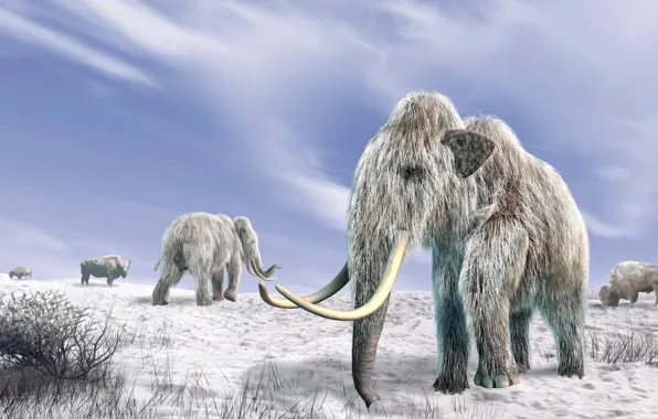 Winter, Snow, Animals, Elephants, Ice age, Mammoths, Tusks, Mammoths