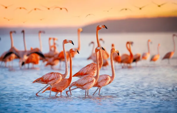 Sunset, birds, shore, pack, Flamingo, pond, a lot, pink flamingos