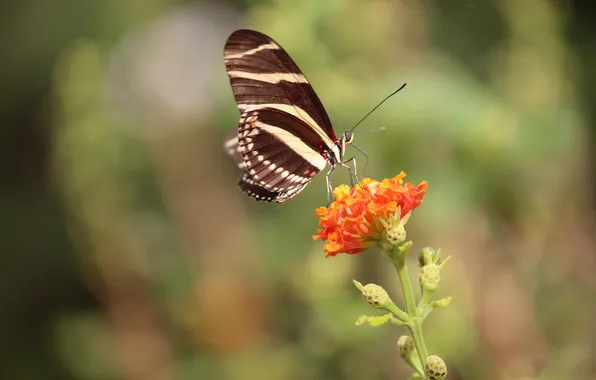 Flower, macro, butterfly, wings, beautiful, closeup