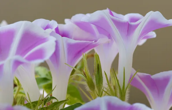 Grass, flowers, nature, plant, petals