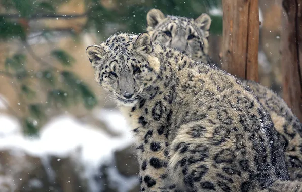 Snow, snow leopard, two, snowfall, snow leopard, IRBIS