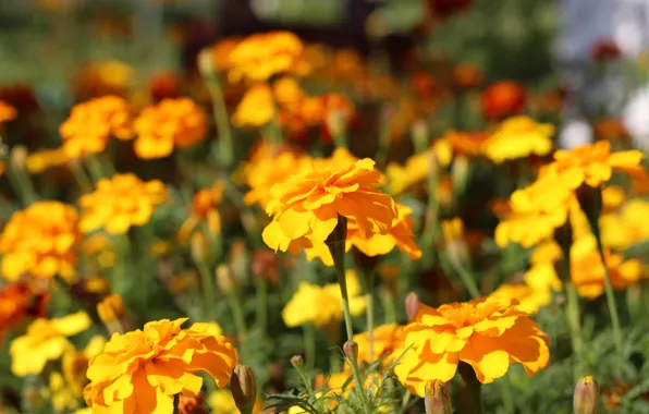 Summer, flowers, yellow, marigolds