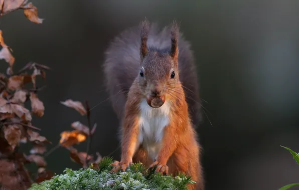 Moss, protein, red, nuts