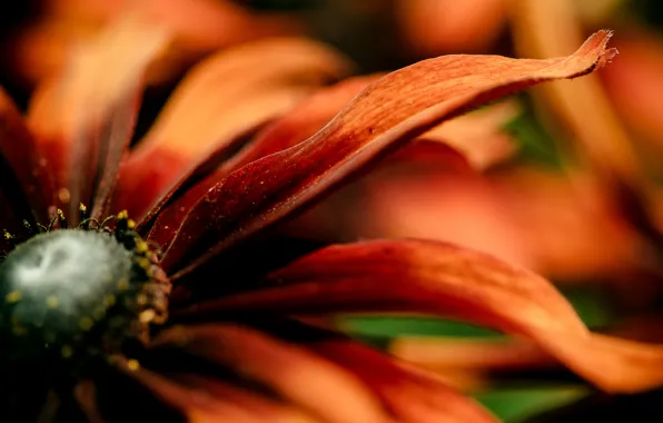 Flower, orange, red, petals