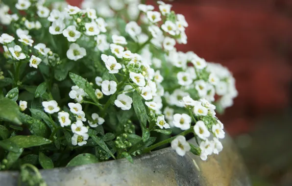 Flowers, pot, nature, flowers, garden