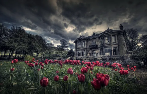 Picture flowers, home, tulips