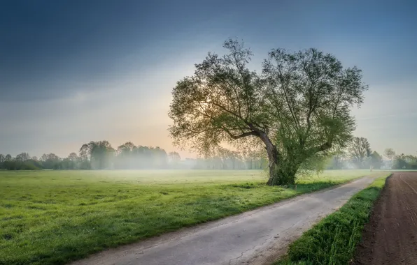 Picture road, fog, tree, morning