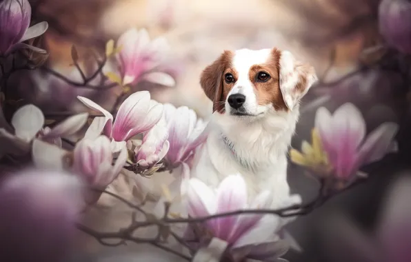 Picture face, branches, dog, flowers, Magnolia, Kooikerhondje