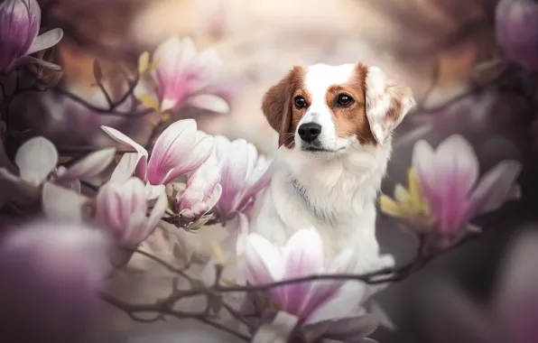 Face, branches, dog, flowers, Magnolia, Kooikerhondje