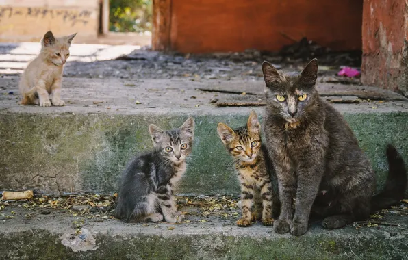 Cat, look, cats, pose, kitty, red, yard, ladder