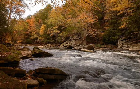 Nature, Stream, Autumn, River, Forest