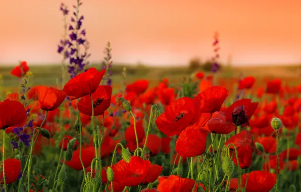 Picture field, Maki, red, buds, flowers