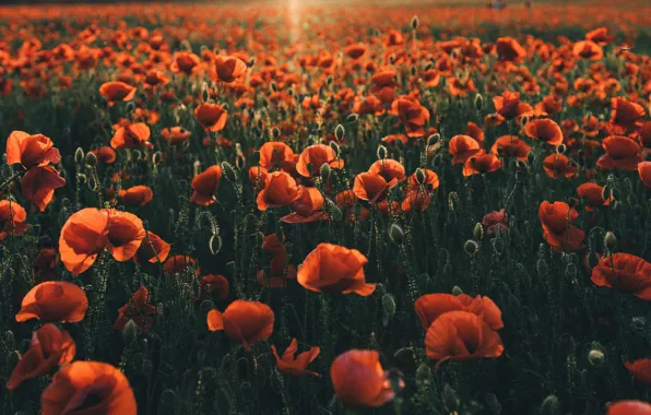 Summer, light, sunset, flowers, glade, Maki, the evening, red