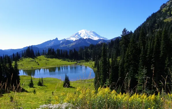 Forest, the sky, snow, flowers, mountains, nature, lake, spruce