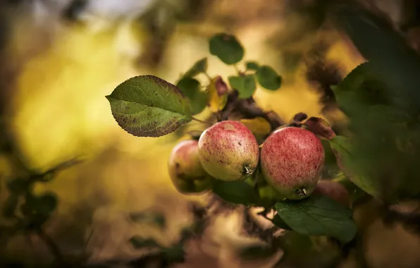 Autumn, leaves, nature, apples, branch, fruit, fruit, Apple