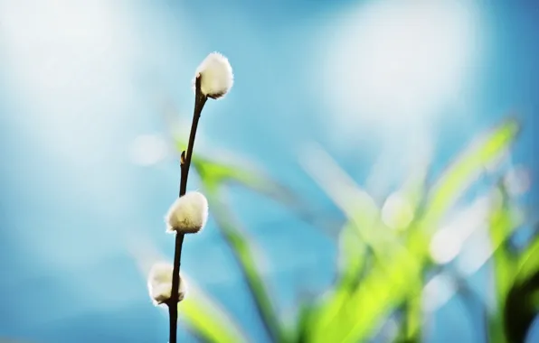 Picture macro, nature, plants, branch, spring, willow