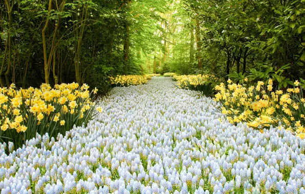 Picture road, flowers, Road of Flowers