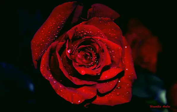 PETALS, ROSA, DROPS, MACRO, ROSE, wu Veronika Andre