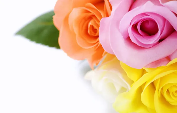 Roses, bouquet, petals