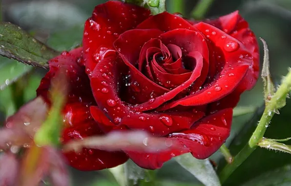 Flowers, Roses, red roses