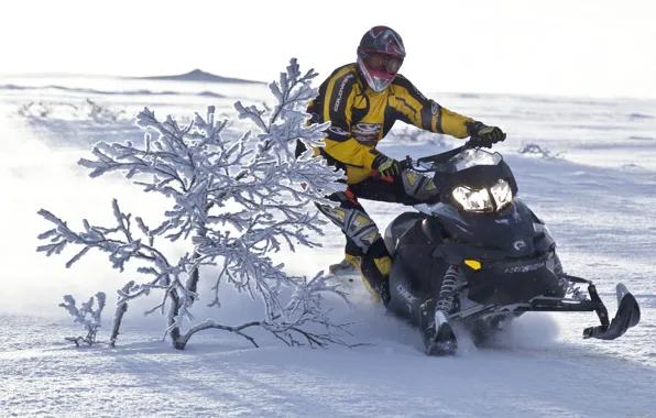 Picture Snow, Shrub, Snowmobile, Snowmobile, Ski-Doo