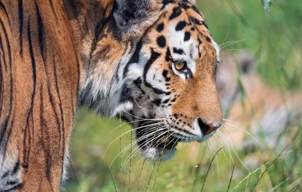 Picture grass, look, face, close-up, nature, tiger, portrait, wild cat