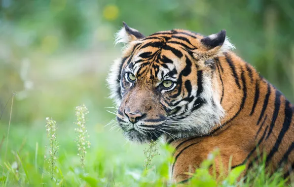 Grass, look, face, tiger, portrait